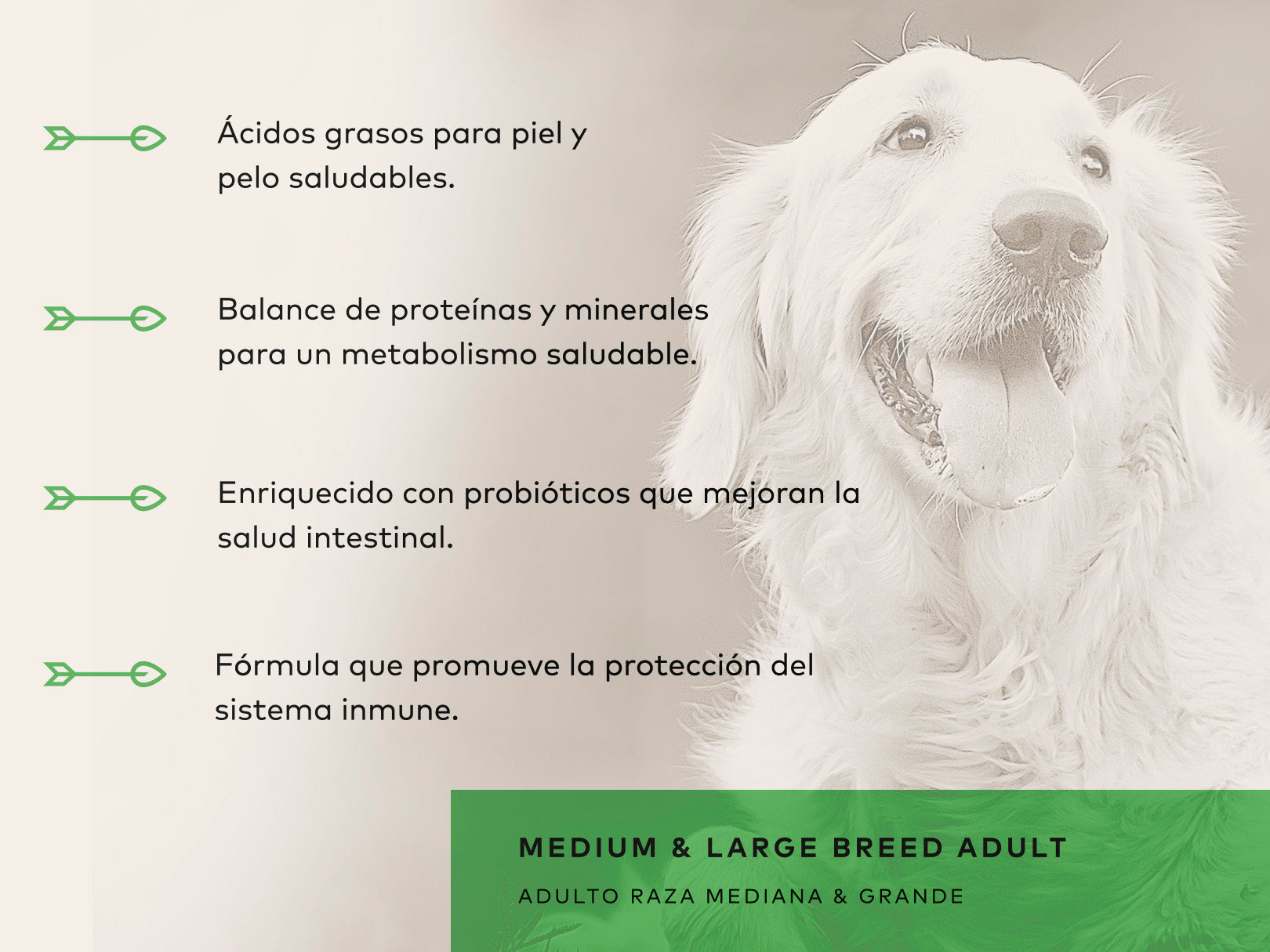 Back 2 Nature Adulto Razas Medianas y Grandes - Alimento Holistico para Perro, perro, Back 2 Nature, Mister Mascotas Back 2 Nature Adulto Razas Medianas y Grandes - Alimento Holistico para Perro, perro, Back 2 Nature, Mister Mascotas
